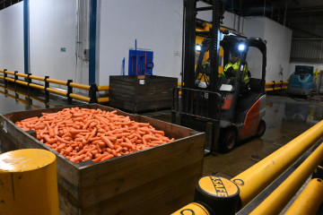 Forklift truck with large box full of carrots